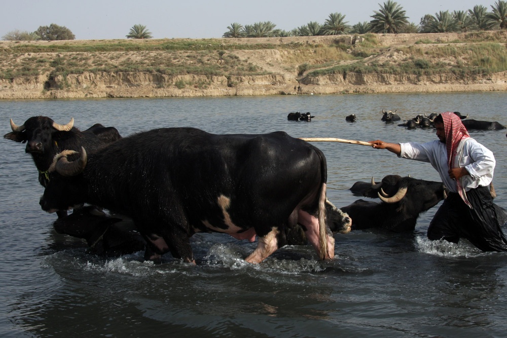 Fedaliyah Farmer Cools Herd in Diyala River