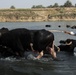 Fedaliyah Farmer Cools Herd in Diyala River