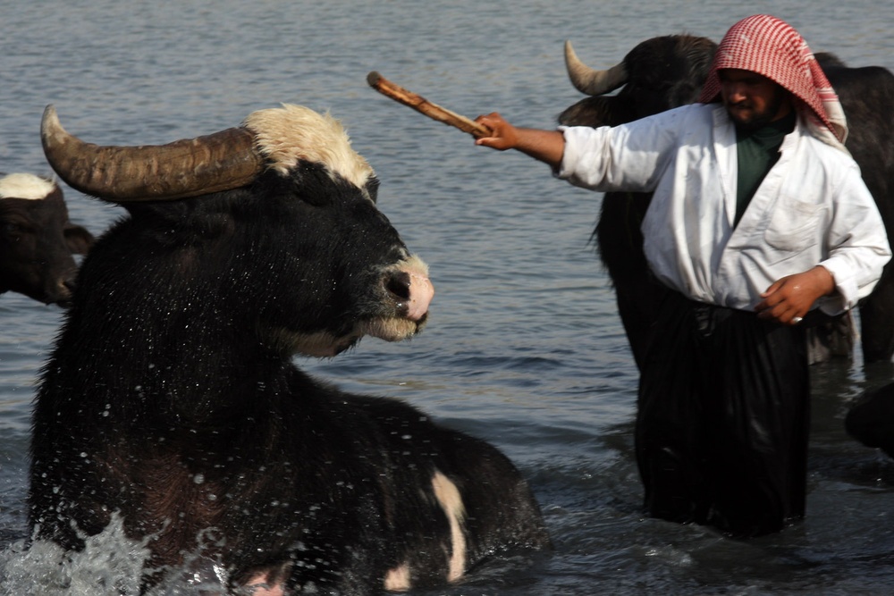 Farmer Cools Domesticated Water Buffalo in Diyala River