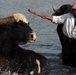 Farmer Cools Domesticated Water Buffalo in Diyala River