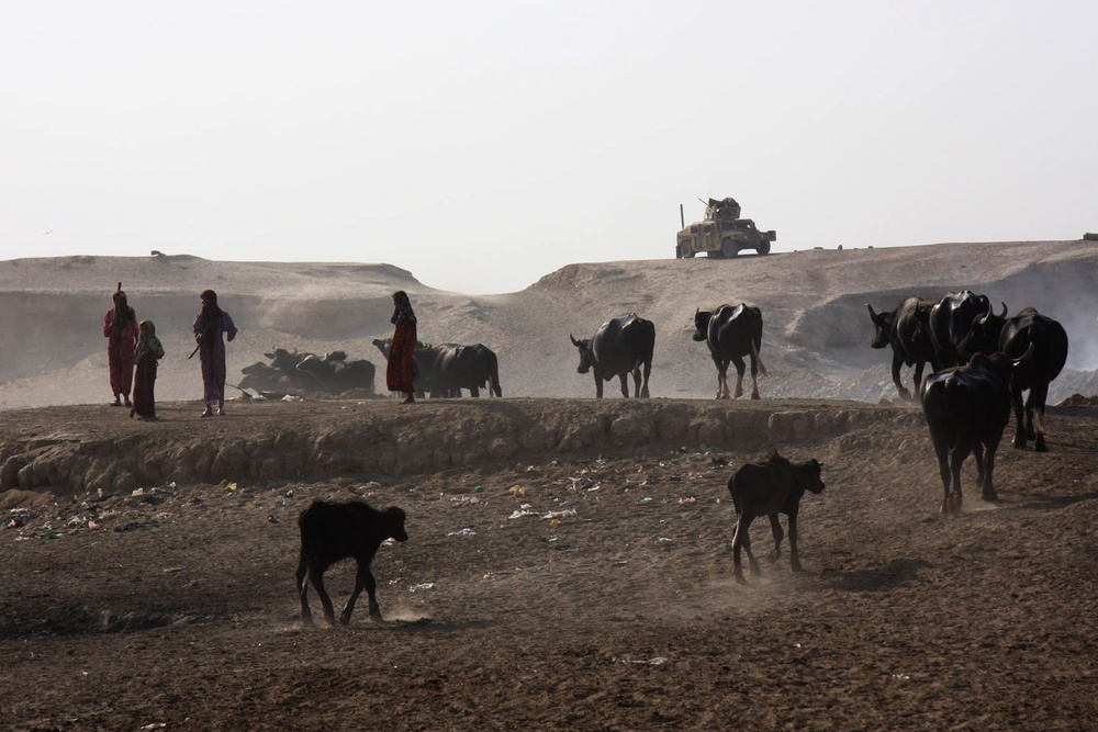 Fedaliyah Farmers Herd Domestic Water Buffalo Home After Diyala River Dip