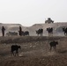 Fedaliyah Farmers Herd Domestic Water Buffalo Home After Diyala River Dip