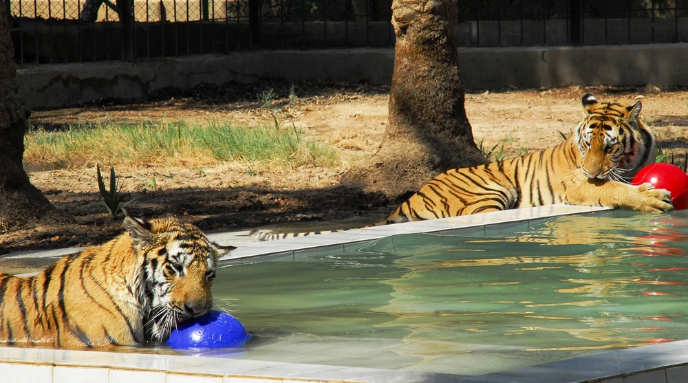 Tigers from North Carolina Delight Crowds at Baghdad Zoo