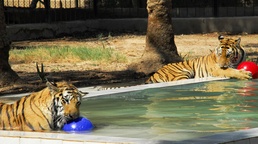 Tigers from North Carolina Delight Crowds at Baghdad Zoo