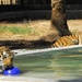 Tigers from North Carolina Delight Crowds at Baghdad Zoo