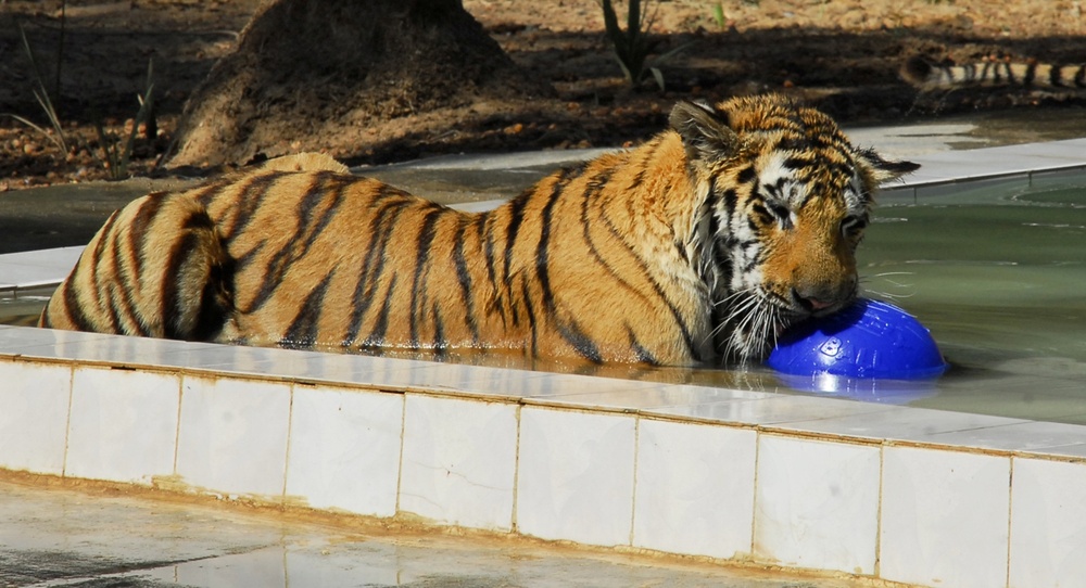 Tigers Donated to Baghdad Zoo Enjoy New Home