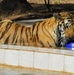 Tigers Donated to Baghdad Zoo Enjoy New Home