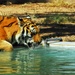 Tigers Donated to Baghdad Zoo Delight Iraqi Children