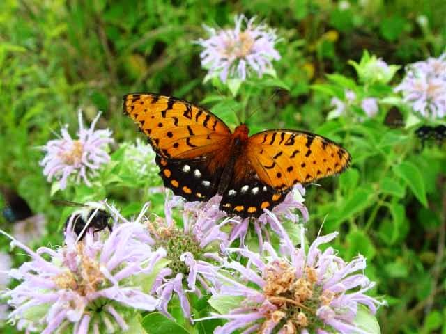 Rare Regal Fritillary Butterflies Thrive at Pennsylvania Military Base