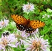 Rare Regal Fritillary Butterflies Thrive at Pennsylvania Military Base