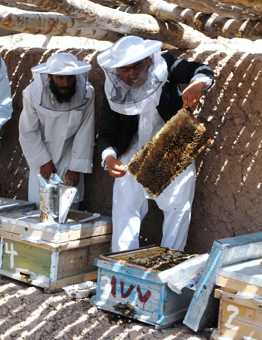 Afghan Instructor Teaches Farmers Bee Removal Techniques at Herat Agricultural Station
