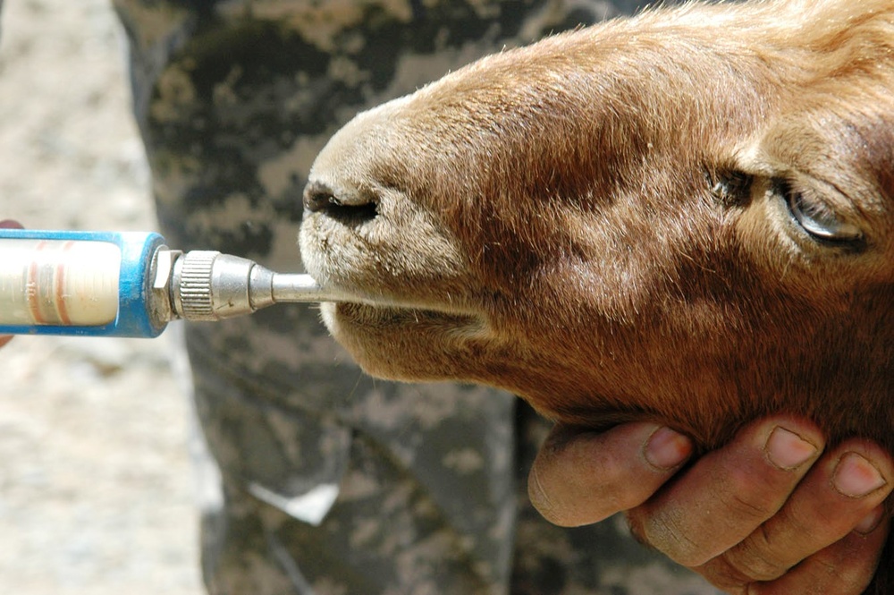 Goat Receives Deworming Treatment During Medical Outreach in Afghanistan