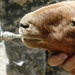 Goat Receives Deworming Treatment During Medical Outreach in Afghanistan