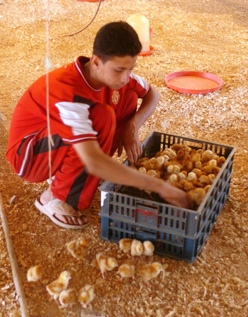 Iraqi Family Restores Chicken Farm with U.S. Aid