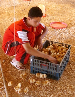 Iraqi Family Restores Chicken Farm with U.S. Aid