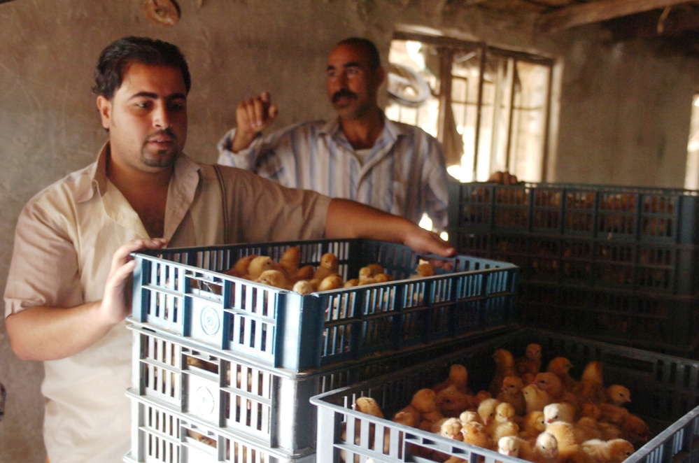 Chicken Farmers Receive Chick Delivery to Restart Poultry Farms in Iraq