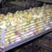 Iraqi Poultry Industry Revives with Thousands of Baby Chicks