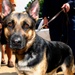 Defense Department Working Dog Alma Greets Children at Take Our Daughters and Sons to Work Day