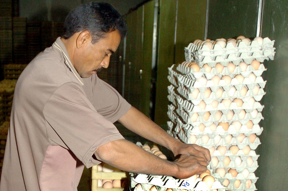 Iraqi Worker Tends to Chicken Eggs at Hatchery in Mahmudiyah