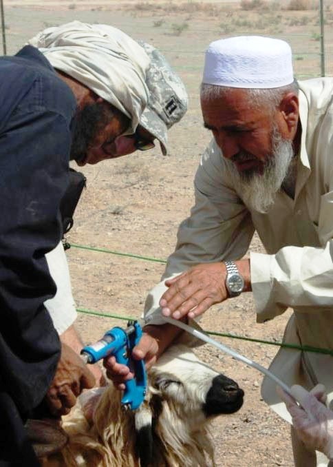 Veterinarian Teaches Goat Herder Deworming Techniques at Farah Fire Base