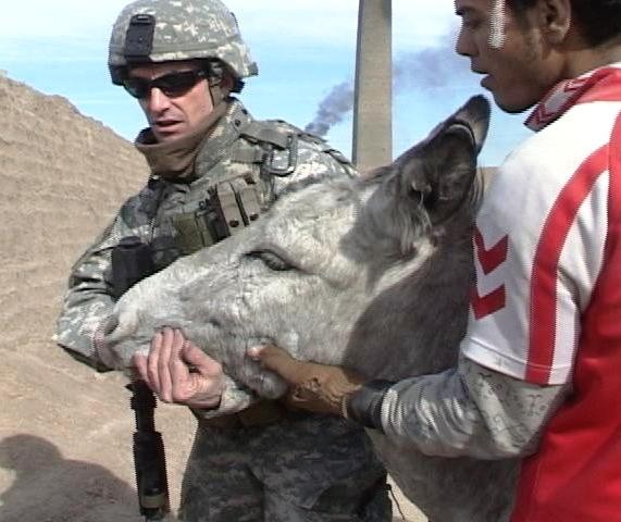 Army Veterinarian Examines Donkey at Iraqi Brick Factory