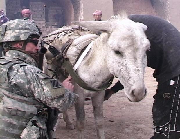 Army Vet Examines Donkey at Brick Factory in Iraq