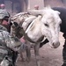 Army Vet Examines Donkey at Brick Factory in Iraq