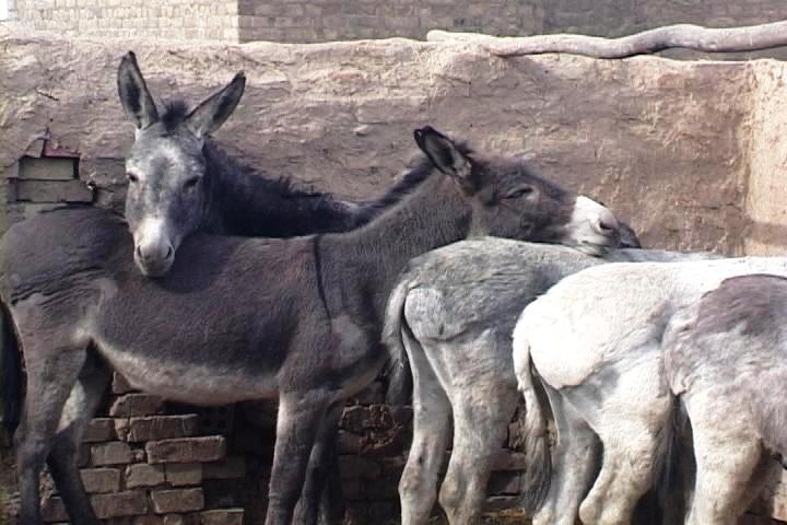 Donkeys Await Veterinary Care at Brick Factory Clinic in Iraq
