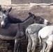 Donkeys Await Veterinary Care at Brick Factory Clinic in Iraq