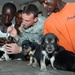 Army Veterinarian Treats Puppies in Medical Battalion