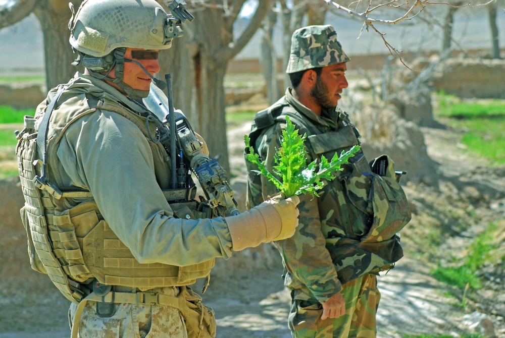 Marine Examines Poppy Plant with Afghan Soldier in Helmand Province