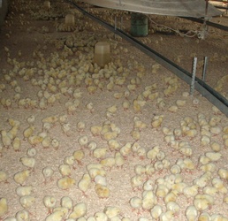 U.S. Soldiers Assist Iraqi Chicken Farmers to Boost Farm Productivity