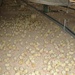 U.S. Soldiers Assist Iraqi Chicken Farmers to Boost Farm Productivity