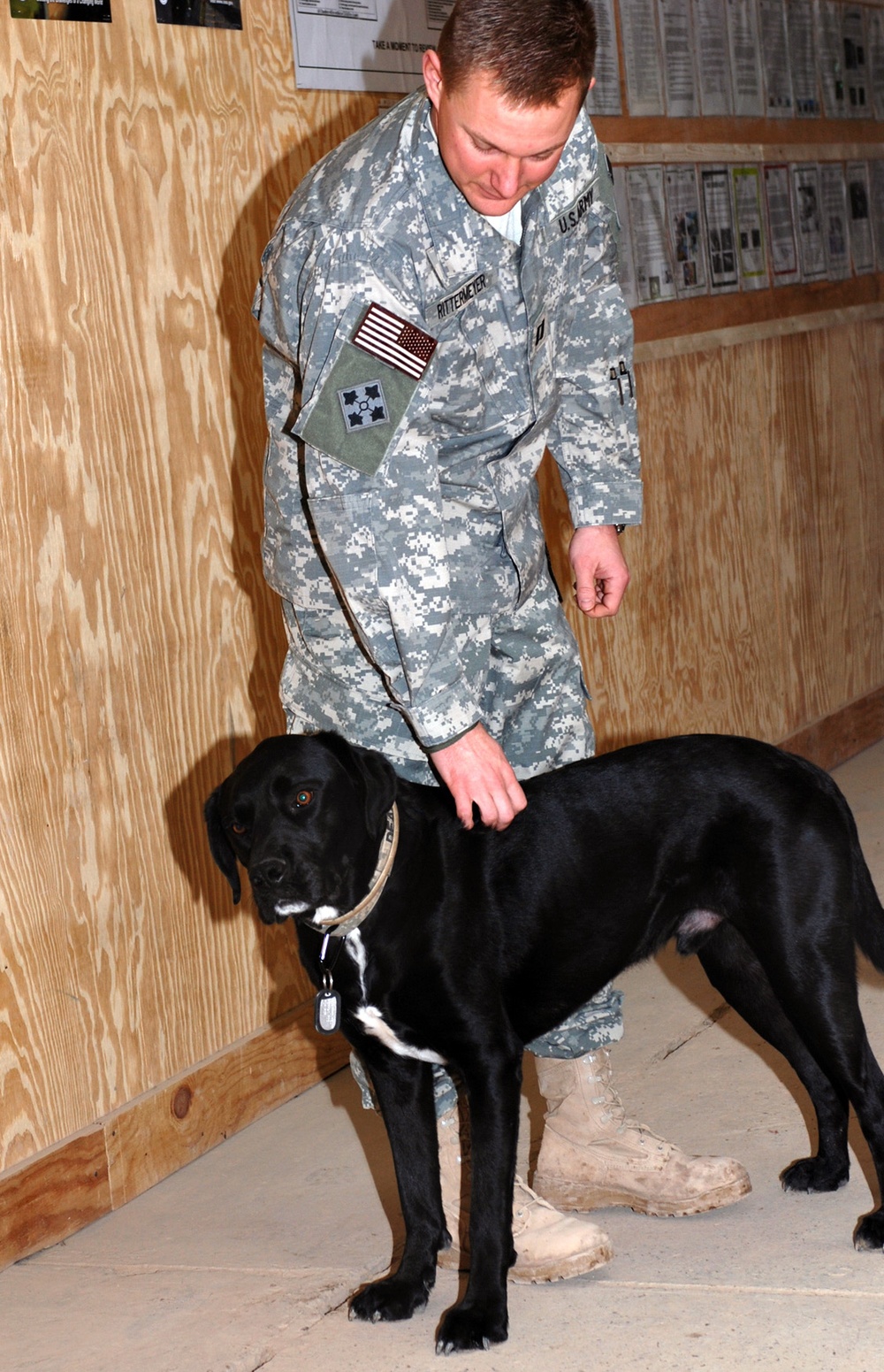 Therapy Dog Brings Comfort to Soldiers in Iraq