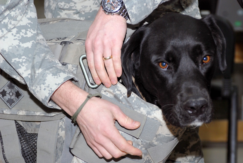 Therapy Dog Outfitted with Improved Body Armor in Iraq