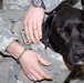 Therapy Dog Outfitted with Improved Body Armor in Iraq