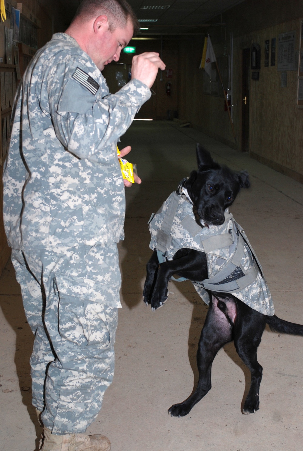 Therapy Dog Brings Cheer to Troops in Iraq