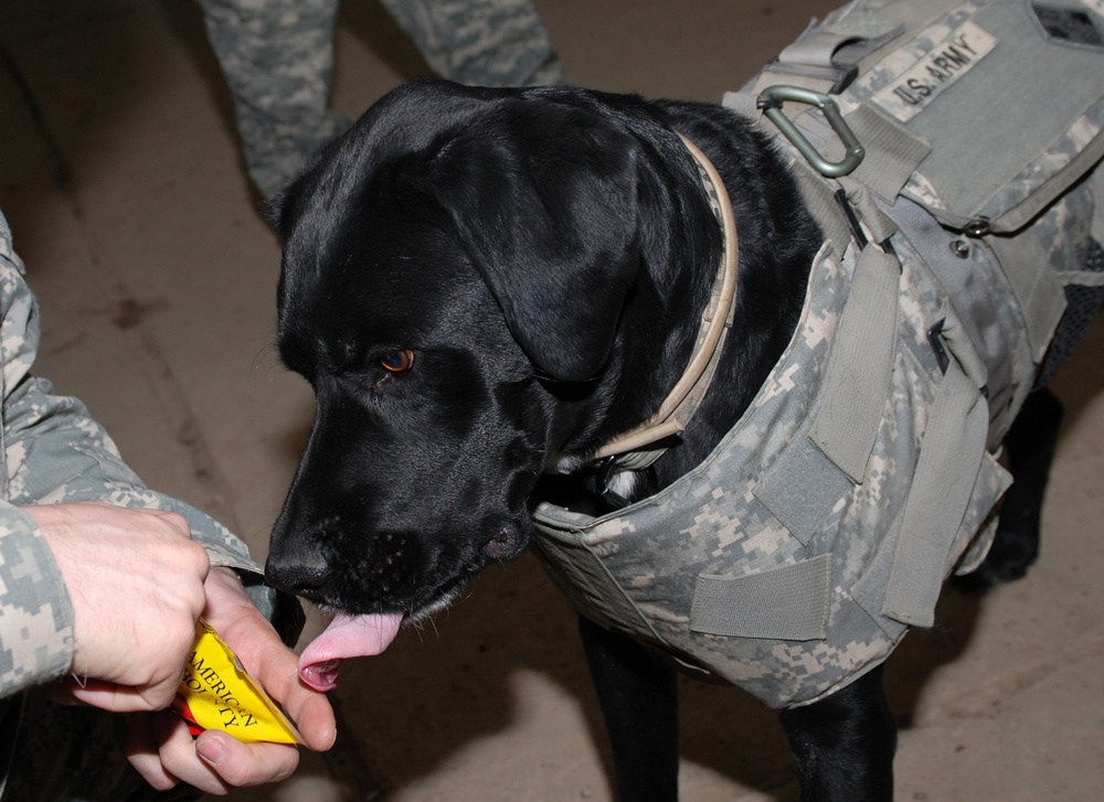 Therapy Dog Boosts Morale of Troops in Iraq