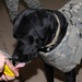 Therapy Dog Boosts Morale of Troops in Iraq