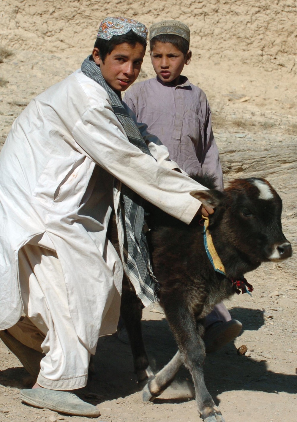 Afghan Boys Escort Calf to Veterinary Clinic in Parwan Province