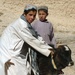 Afghan Boys Escort Calf to Veterinary Clinic in Parwan Province