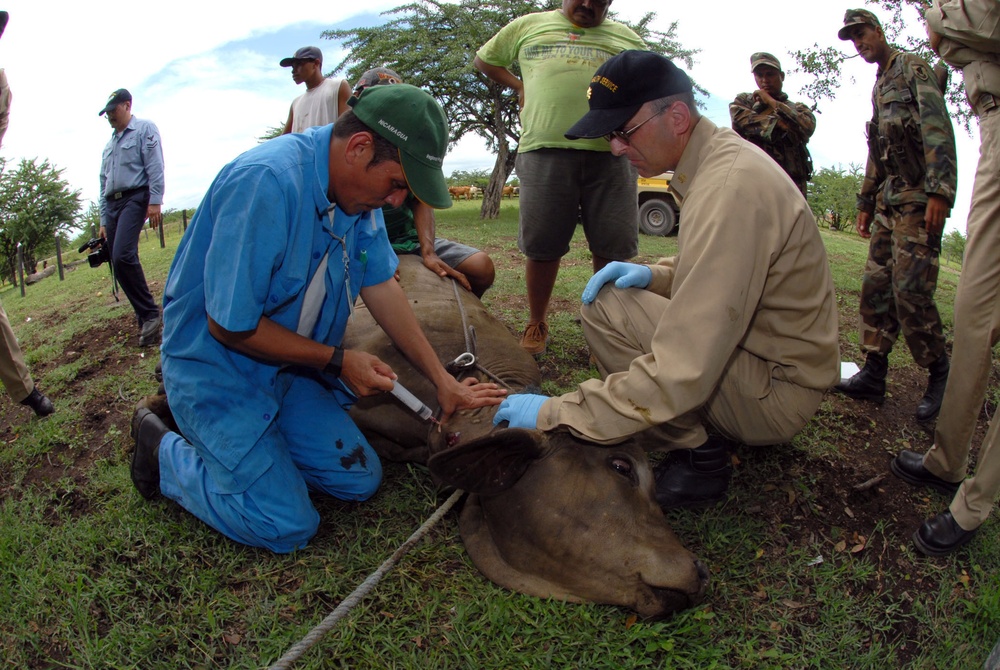 U.S. Public Health Service Veterinarian Assists Nicaraguan Cow at Dos Potrillos Ranch