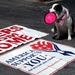 Patriotic Pup Supports Troops Through 'Letters From Home'