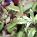 Endangered Hawaiian Shrub Clings to Existence at Diamond Head Crater