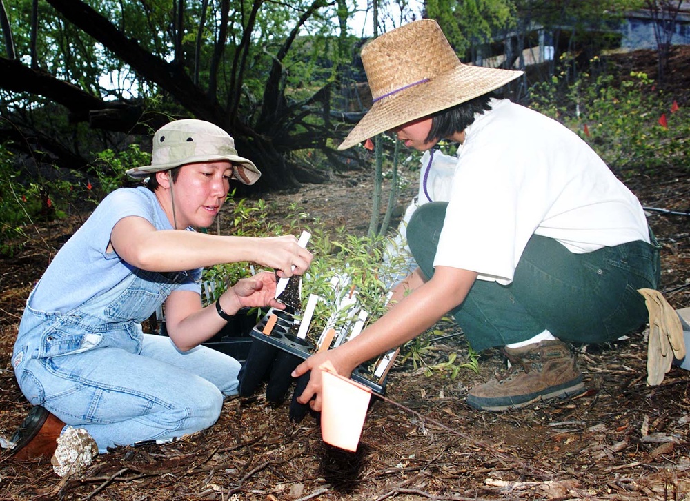 Hawaii National Guard Helps Rescue Endangered Native Shrub