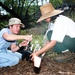 Hawaii National Guard Helps Rescue Endangered Native Shrub