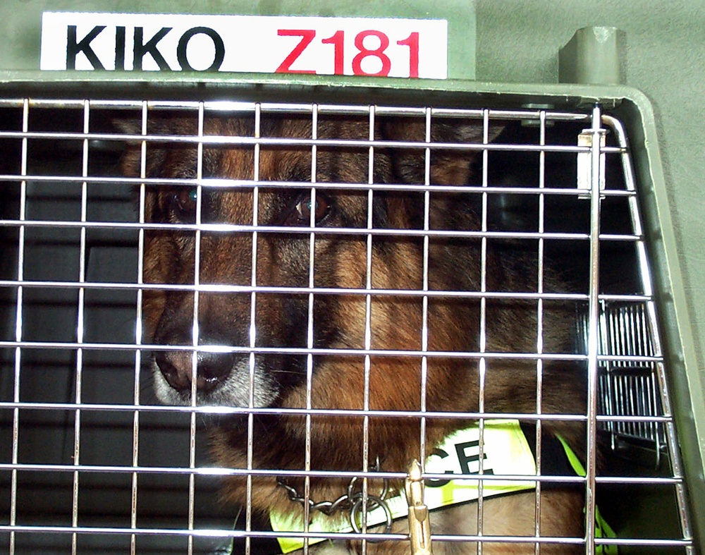 Military Working Dog Kiko Serves with Fort Myer K-9 Unit