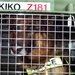 Military Working Dog Kiko Serves with Fort Myer K-9 Unit