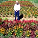 Retired Air Force Veteran Cultivates Award-Winning Flower Garden