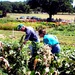 Agriculture Officials Inspect Retirement Home Gardens